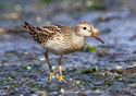 Calidris melanotos